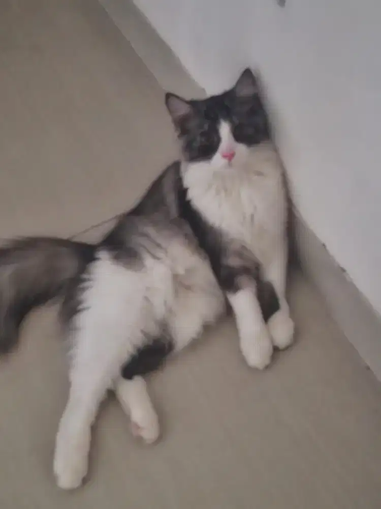 Dicari kucing hilang