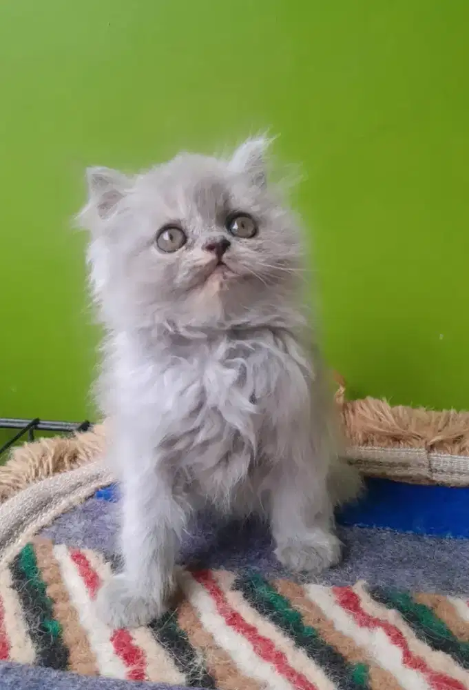 kucing kitten persia #flatnose