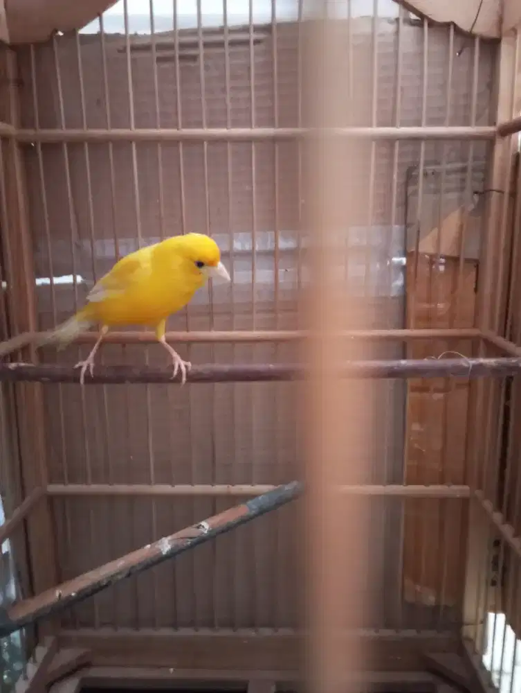 Jual kenari beti extra joss