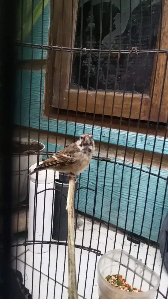 Bleskut Gacor Satu Set