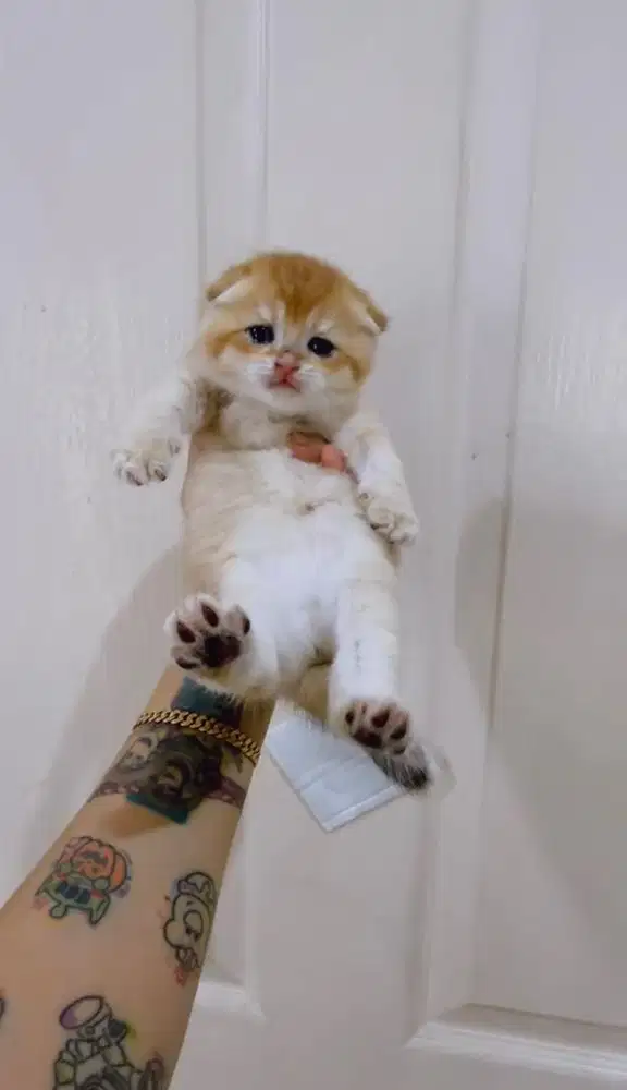 Open Booking Scottish Fold Golden ny12 ( nonped )