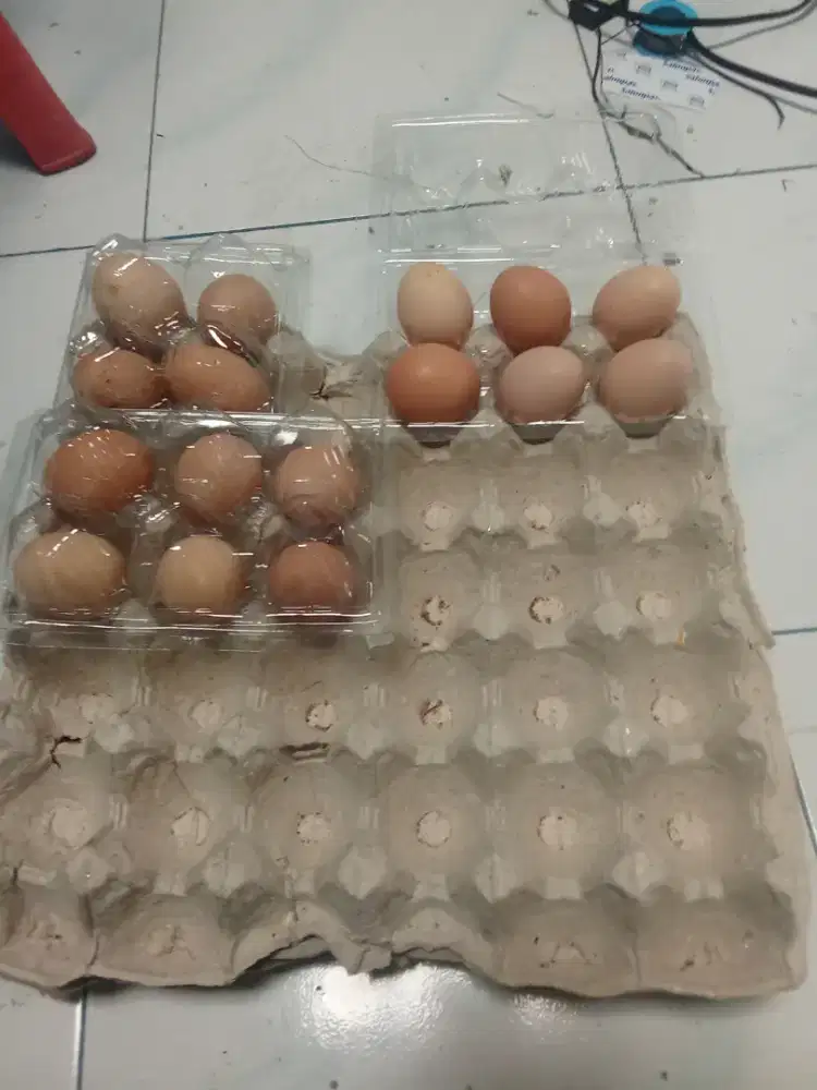 Telur ayam kampung beli 10 gratis 1