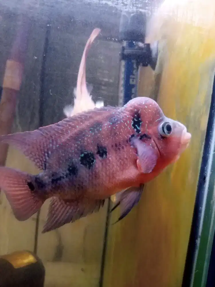 Jual ikan louhan srd size 3 jarian