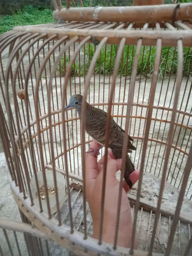 Burung perkutut jinak banget rajin bunyi lokal buncis fullset Monggo