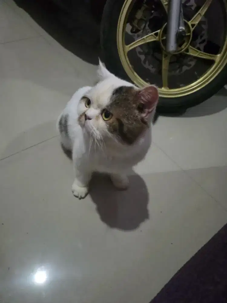 Kucing Jantan Exo Short Hair