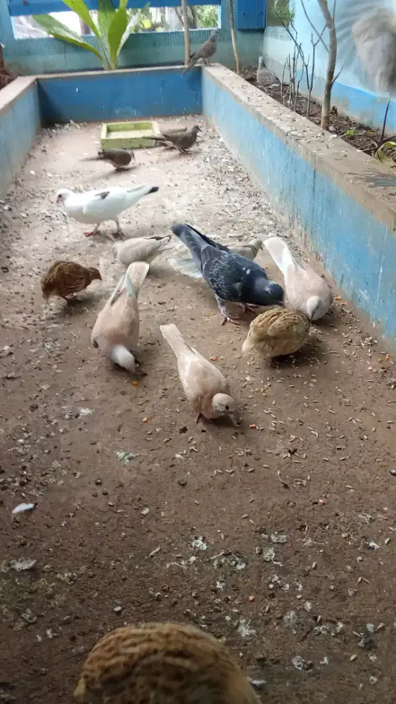 Merpati hias tekukur puter