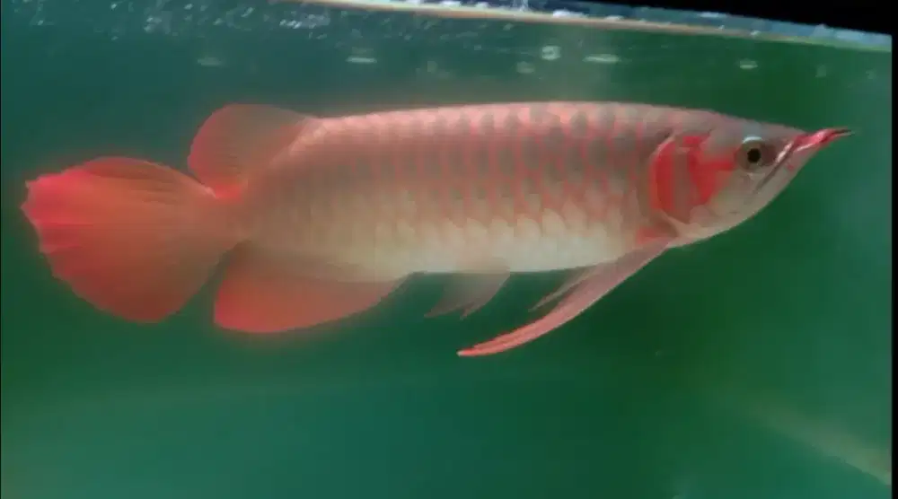 Arwana super red 33cm
