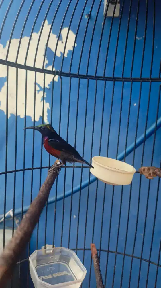 Konin dacok gacor isian