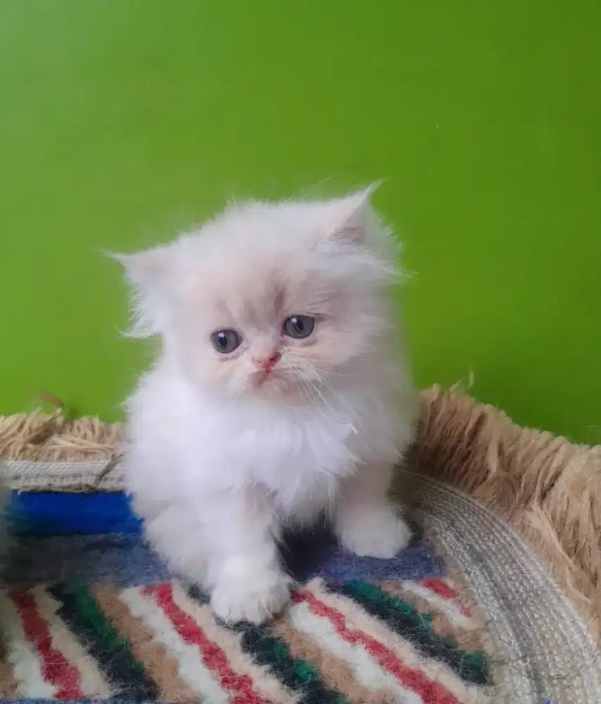 kucing kitten persia
