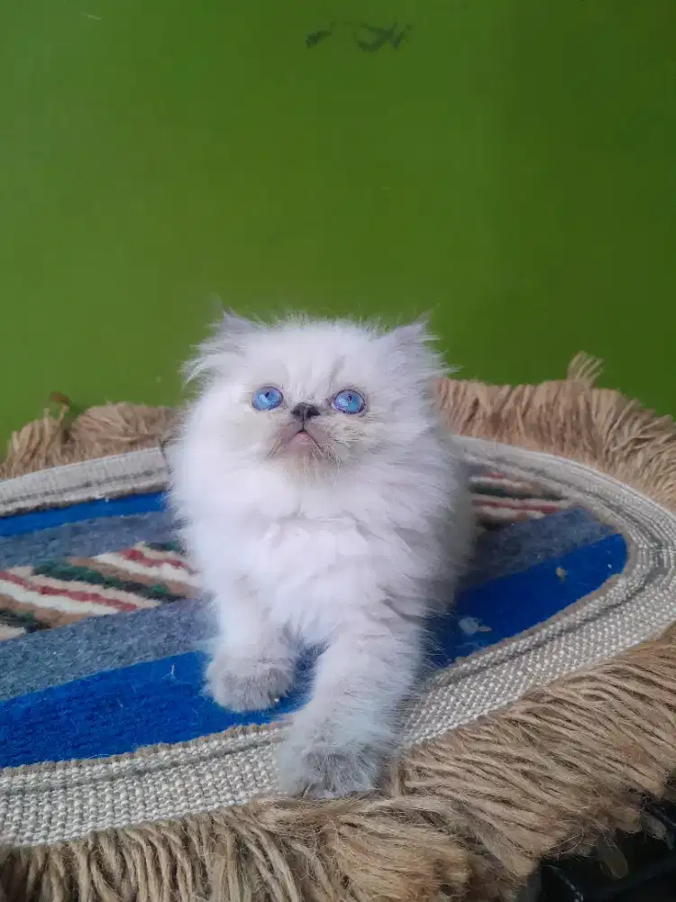 kucing kitten himalaya
