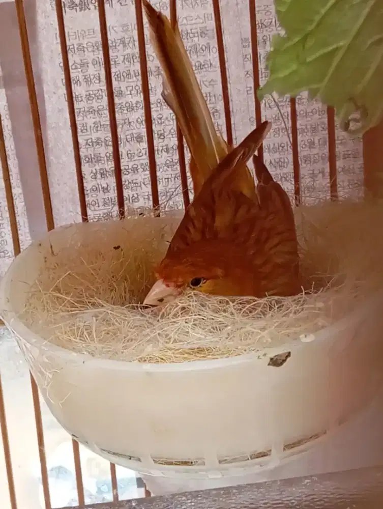 Kenari betina loper isabel siap bertelor