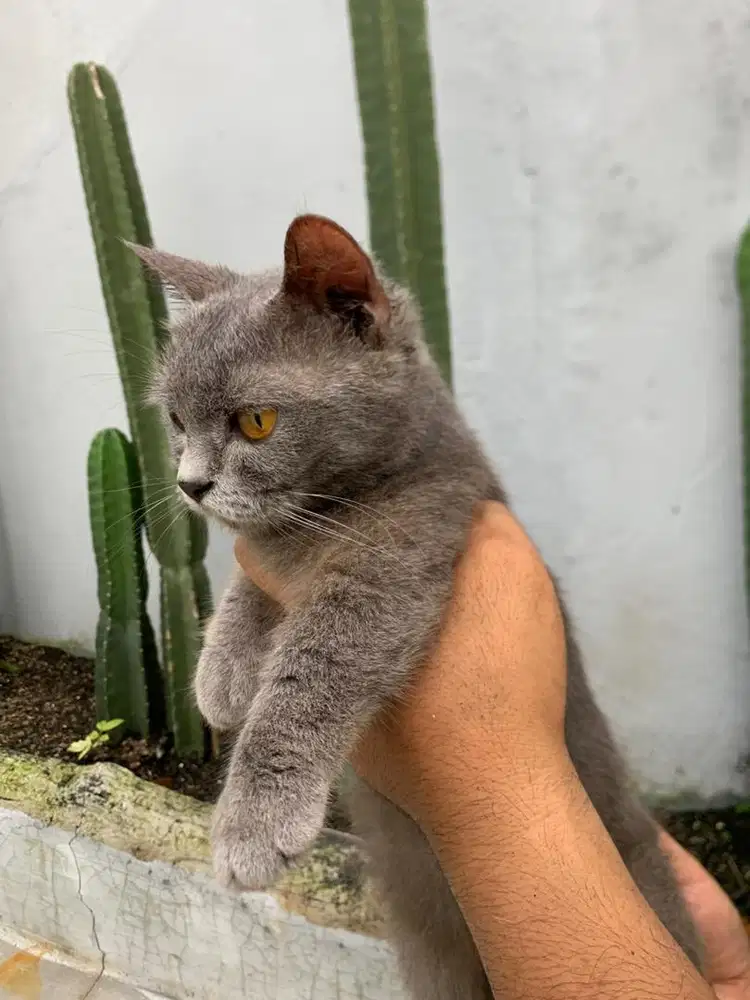 Lepas adopt munckin bsh betina