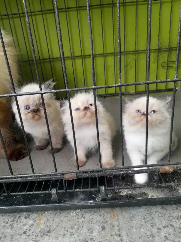 kucing kitten himalaya #kucinglucu