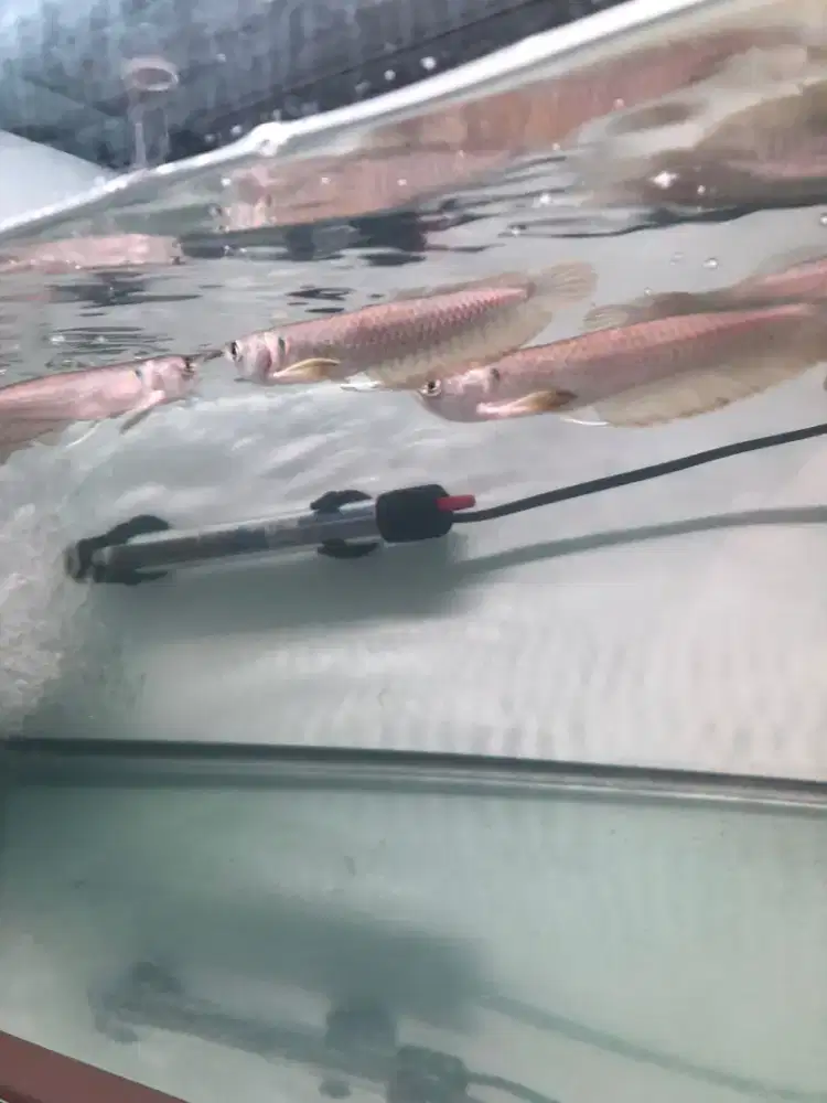 Baby arowana silver 12-13cm