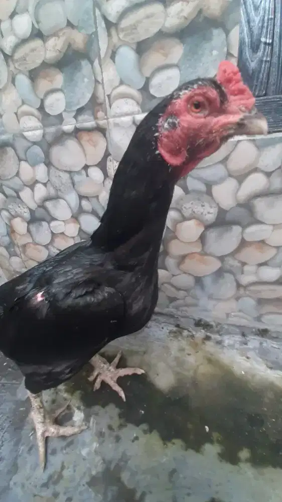 Ayam biang BK klasik berjalu