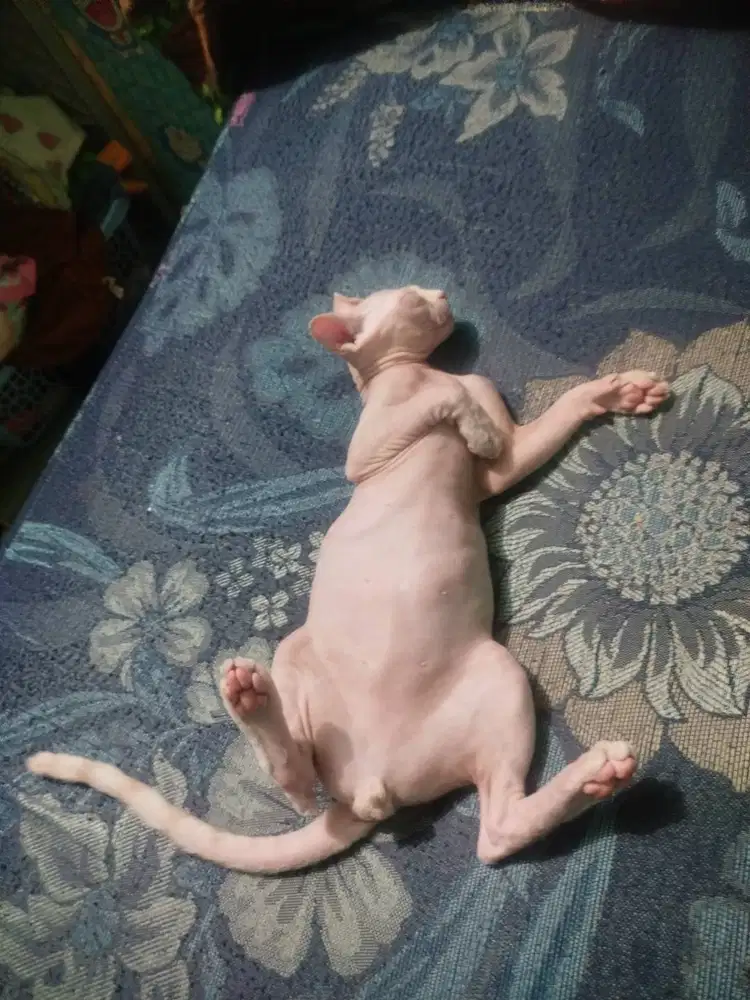 Mirip spinix, jenis aranono dewe