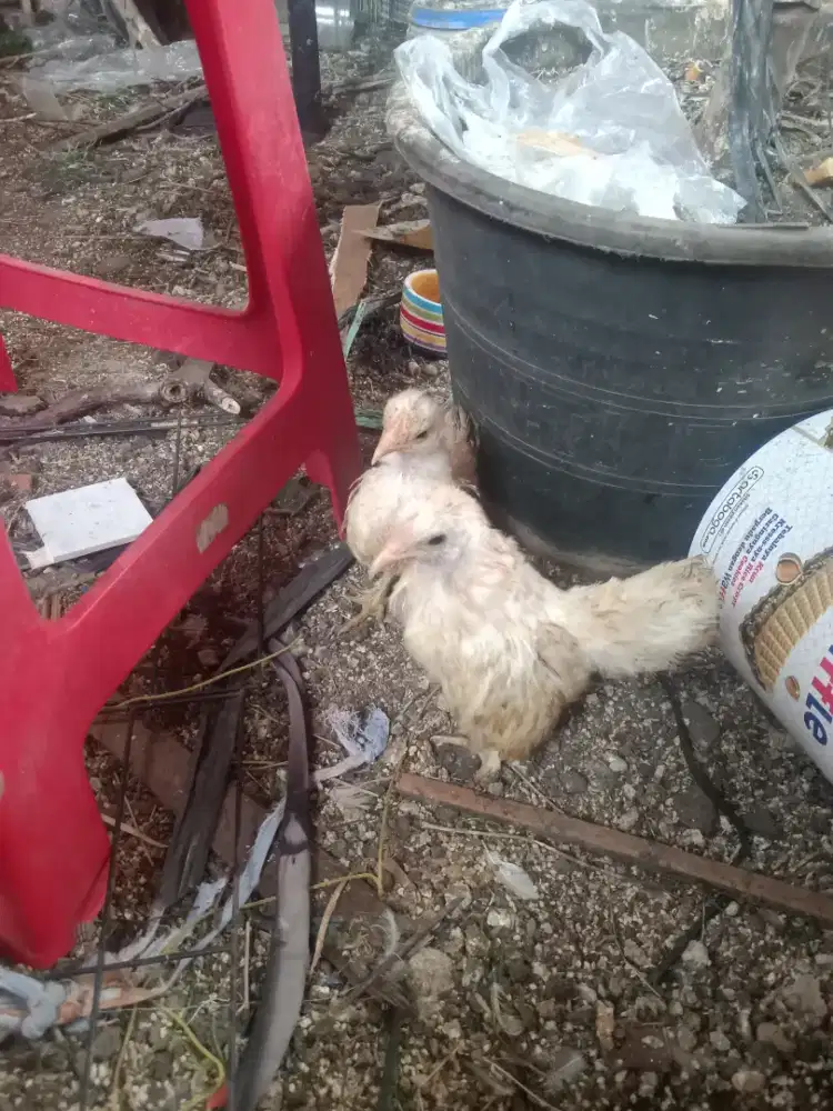 Anak ayam kate sepasang kaki berbulu