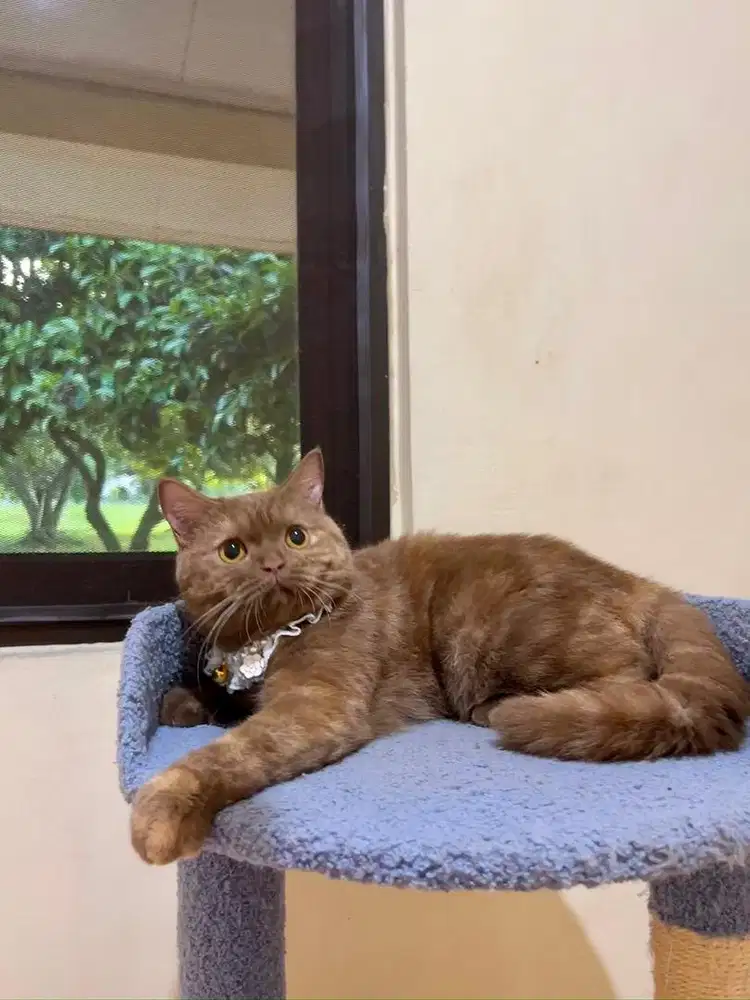 British Shorthair Cinnamon Tortie Indukan PED Wcf