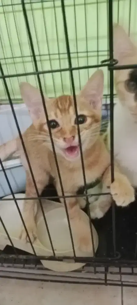 Hibah.. Kitten 3 bulan, gratis