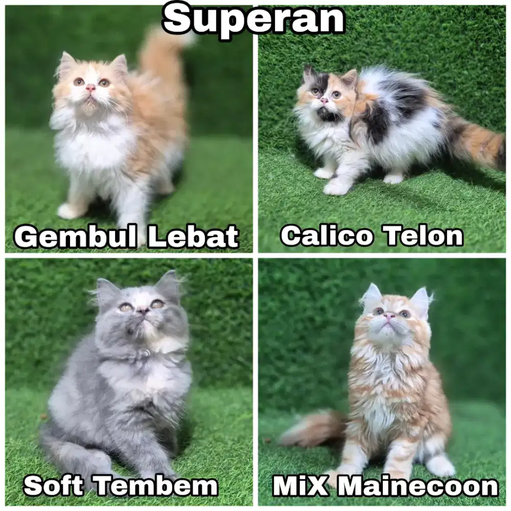JUAL ANAKAN KUCING KITTEN PERSIA Bulu kapas longhair anggora angora