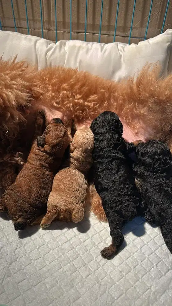 maltipoo jantan betina