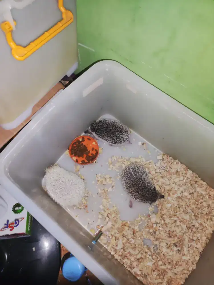 Lepas Adopsi Landak Mini