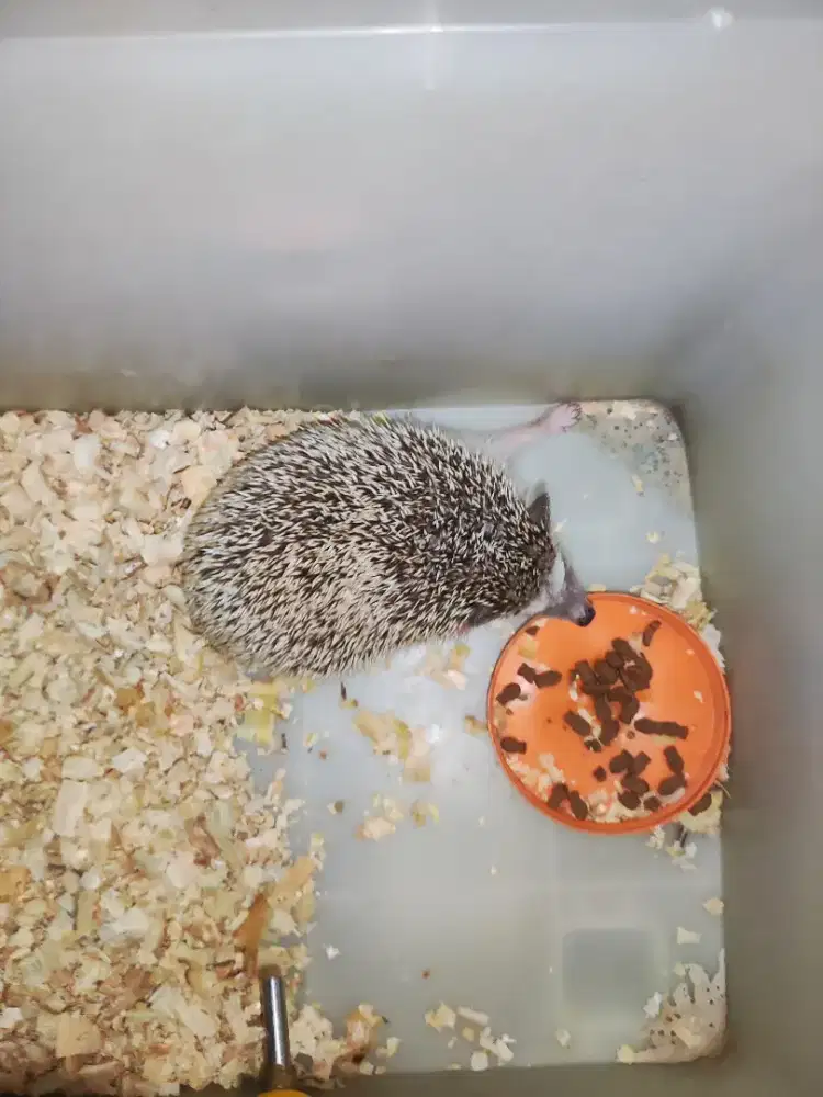 LEPAS ADOPSI LANDAK MINI