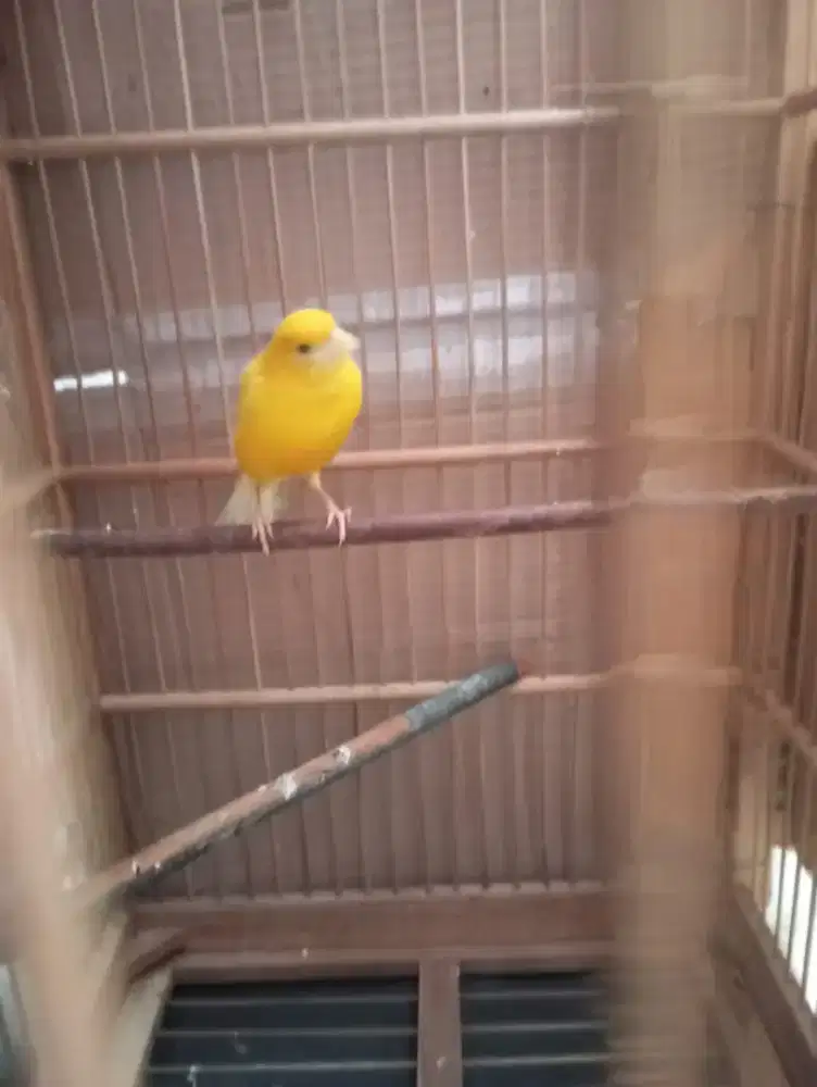 Jual kenari extra jos beti