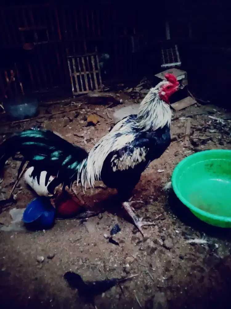 Ayam pakhoydrum x Magon ada pukul ko mantap caturangga murah
