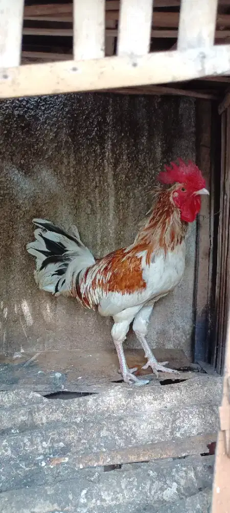 Ayam ketawa durasi sambung