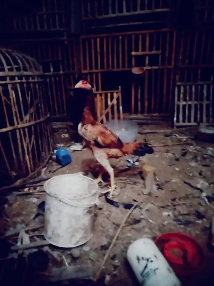 Ayam betina shamo jepang line ori petarung jos