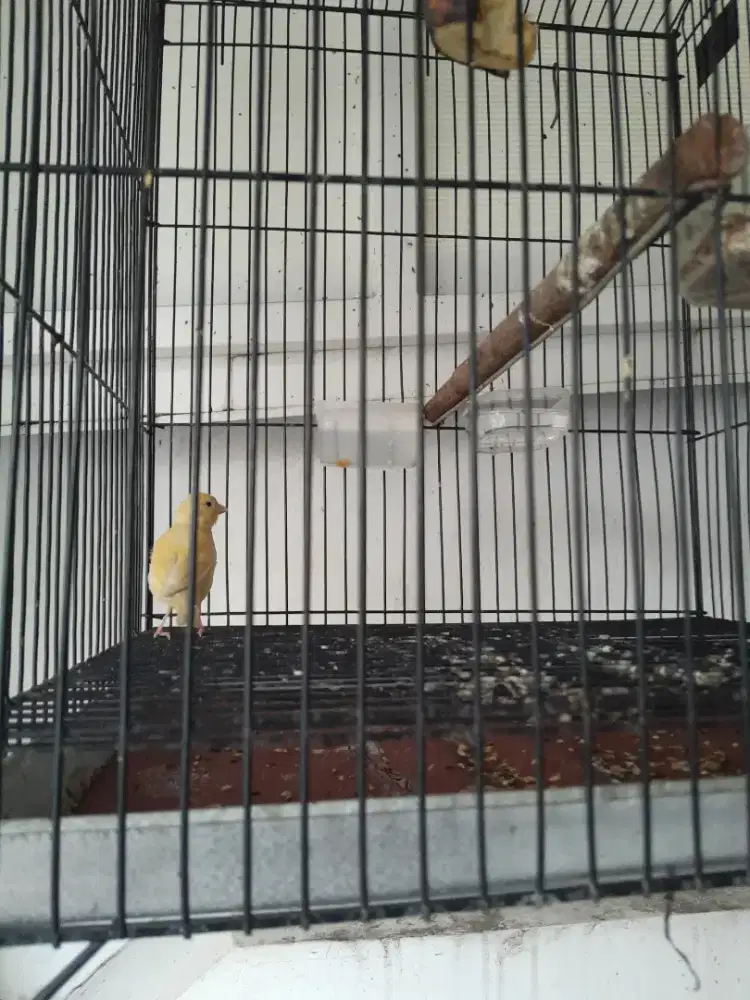 Kenari warna seperti yg di ft