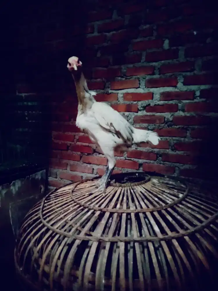 Ayam betina plucker speed brutal white king jos siap produksi