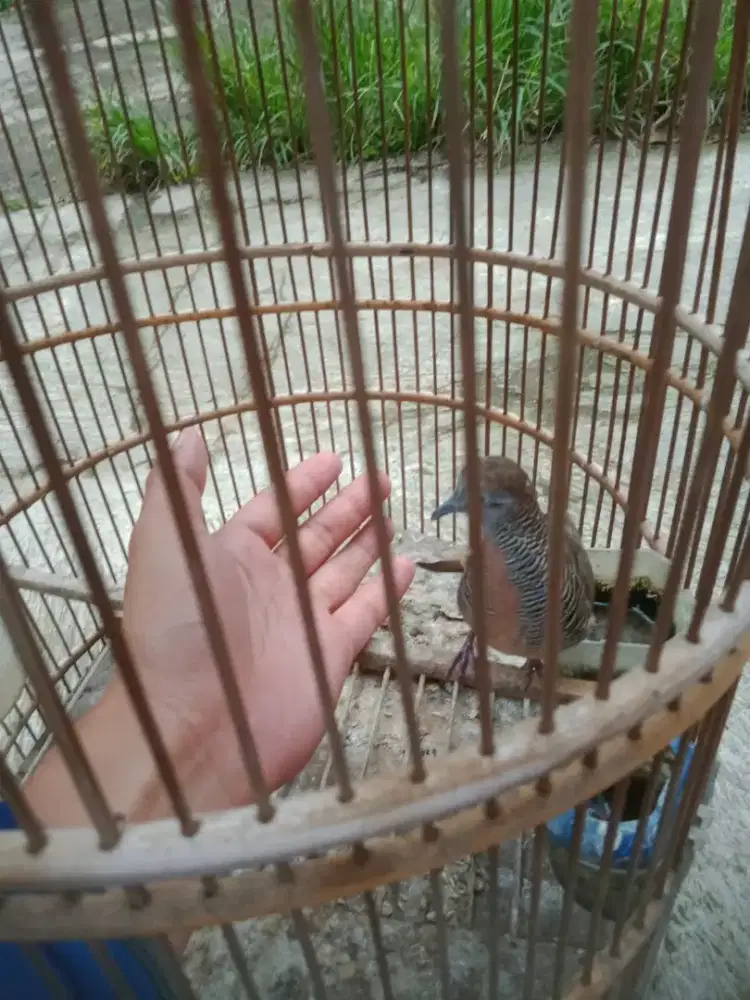 Burung perkutut lokal jinak kecil buncis rajin bunyi murah fulset