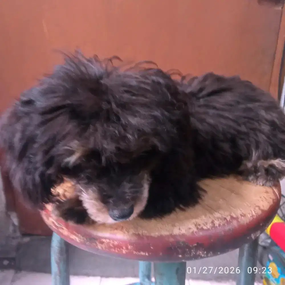 Toy poodle betina stb