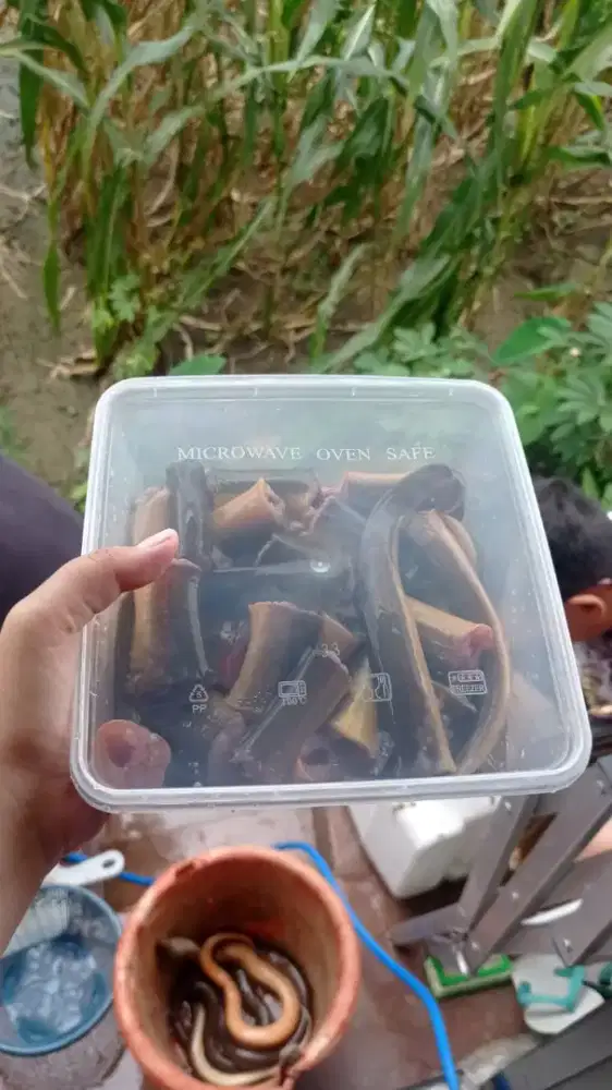 Belut Marinasi dan Belut Goreng