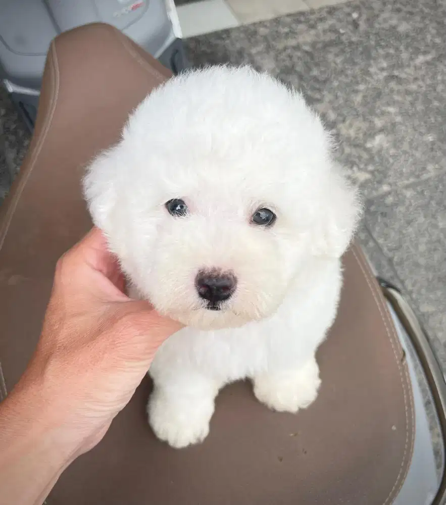 Bichon frise jantan