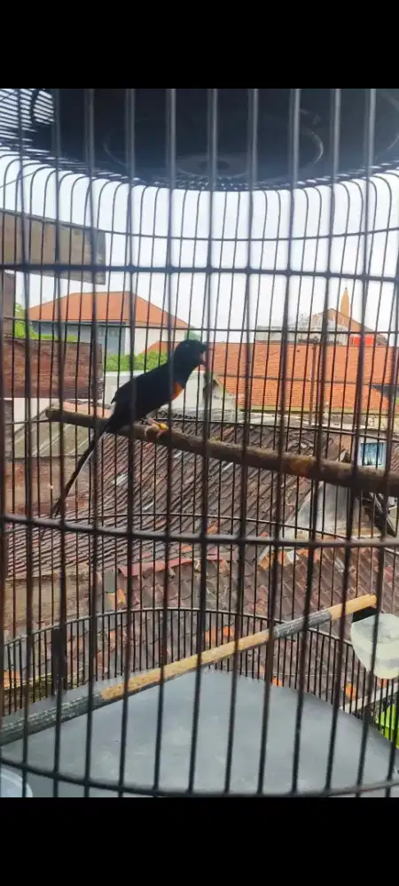 Murai muda prestasi banyak.