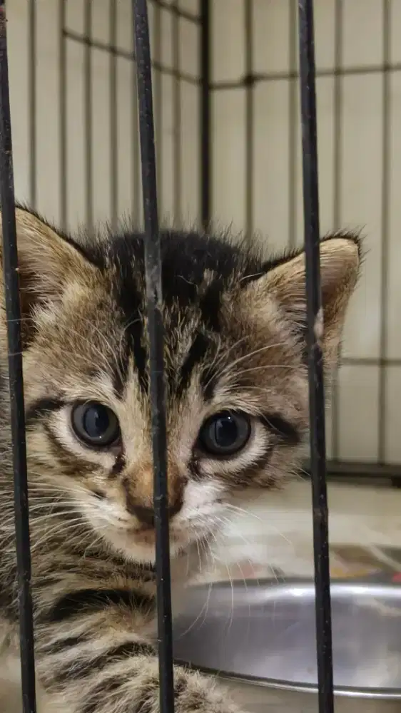 Dibutuhkan KENNEL GIRL / PET SITTER / PENGURUS HEWAN