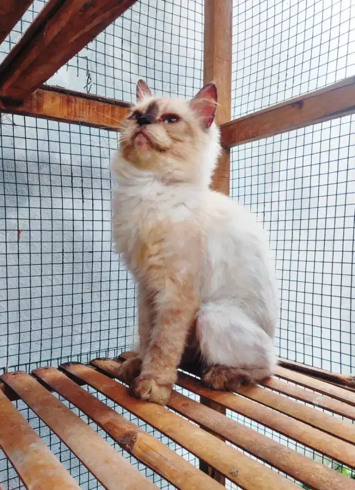 Kucing persia Himalayan