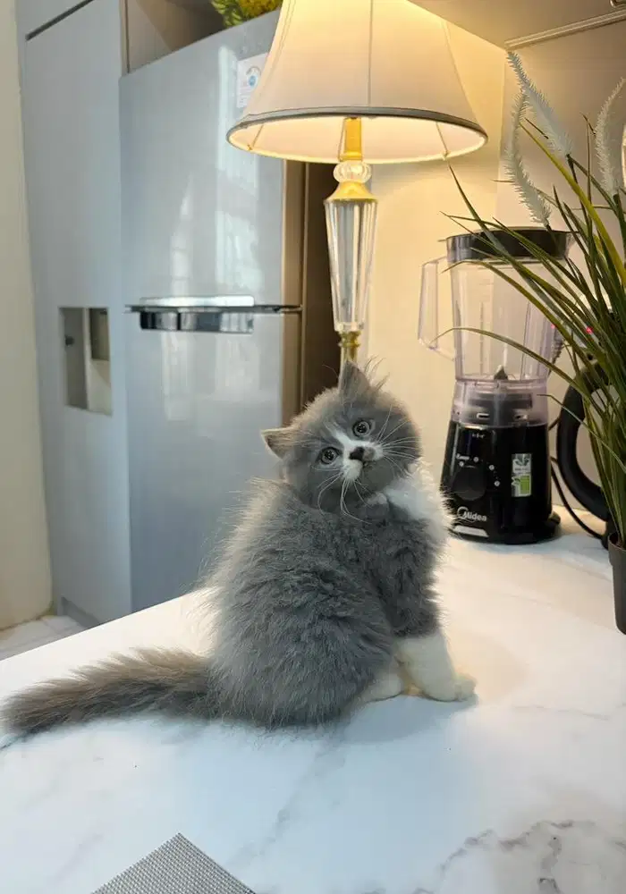 BLH X flatnose betina 2,5bln