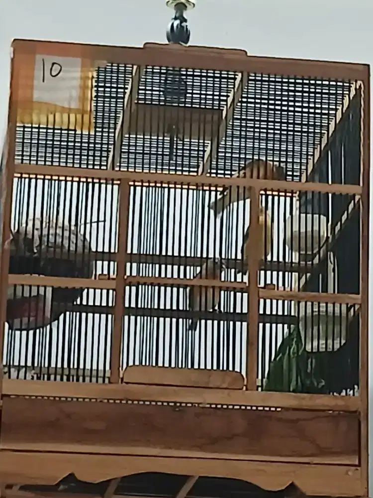 Paud redsiskin 1 sarang  : 2 ekor