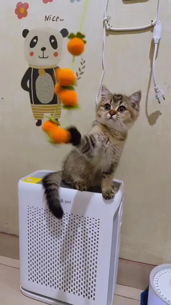 kucing BSH | Scottish Straight golden shade betina buled