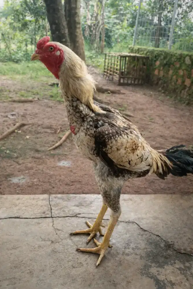 Ayam Jago Shamo Eropa Tricolour