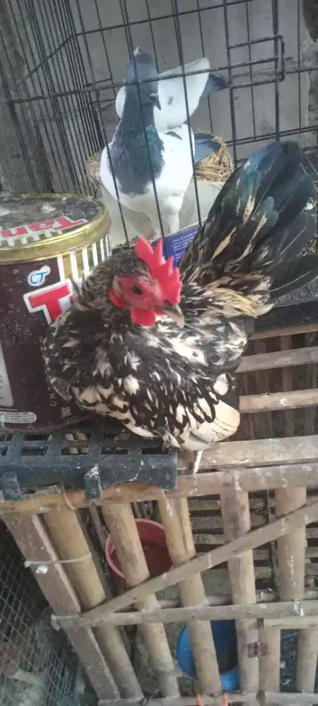 Telor ayam batik Canada mix Italy