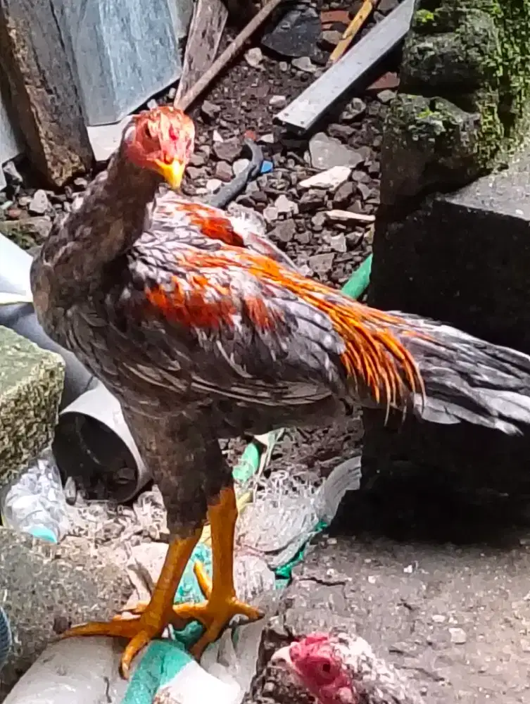 Dijual ayam Bangkok borongan