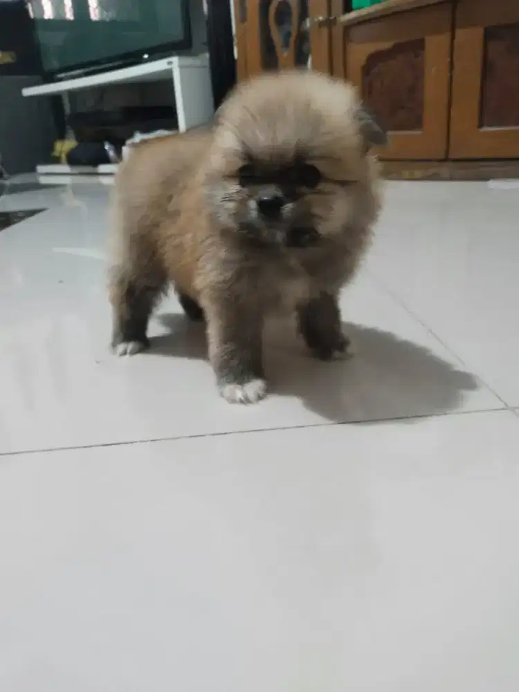 Anakan  minipom jantan