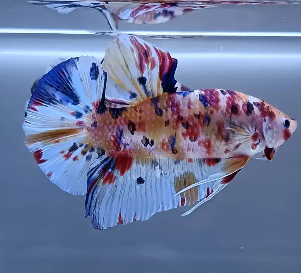 ikan cupang giant jumbo bo 5,5 cm