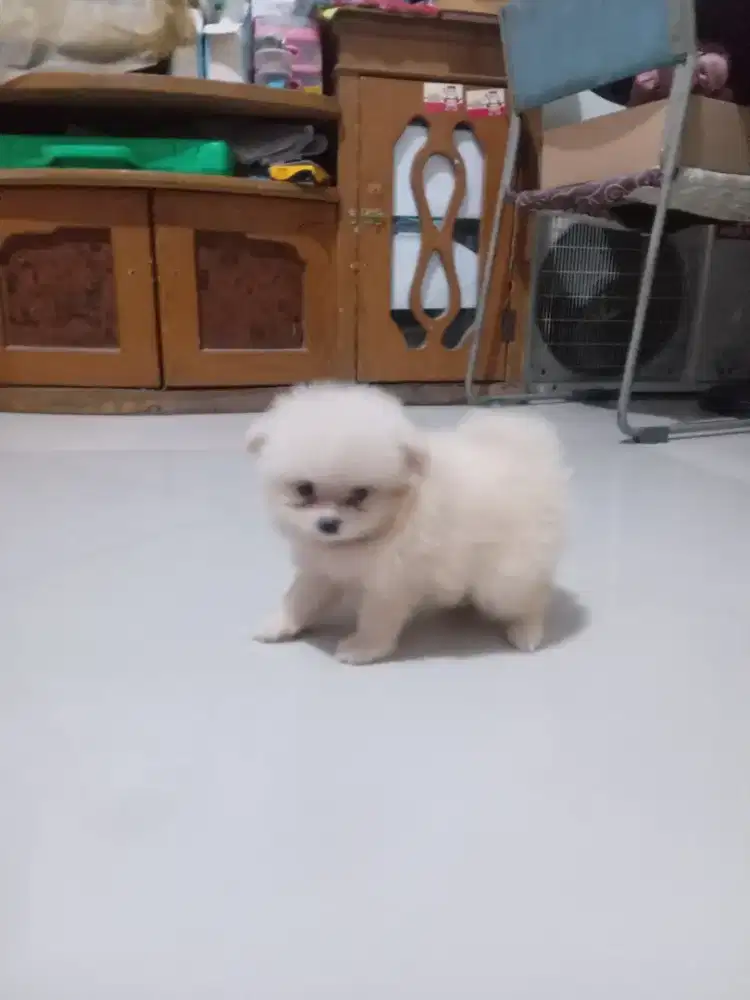 Anakan minipim betina