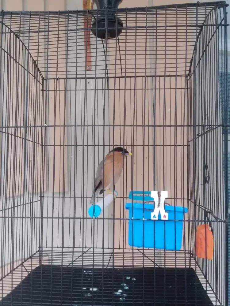 Jual rugi burung jalak india gacor .